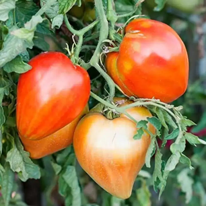 Organic style non gmo cream orange tomato samen für gardeners