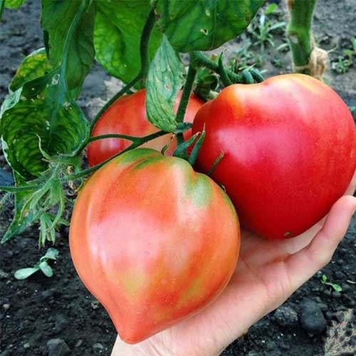 Non gmo cream orange tomato samen indeterminate tomato variety