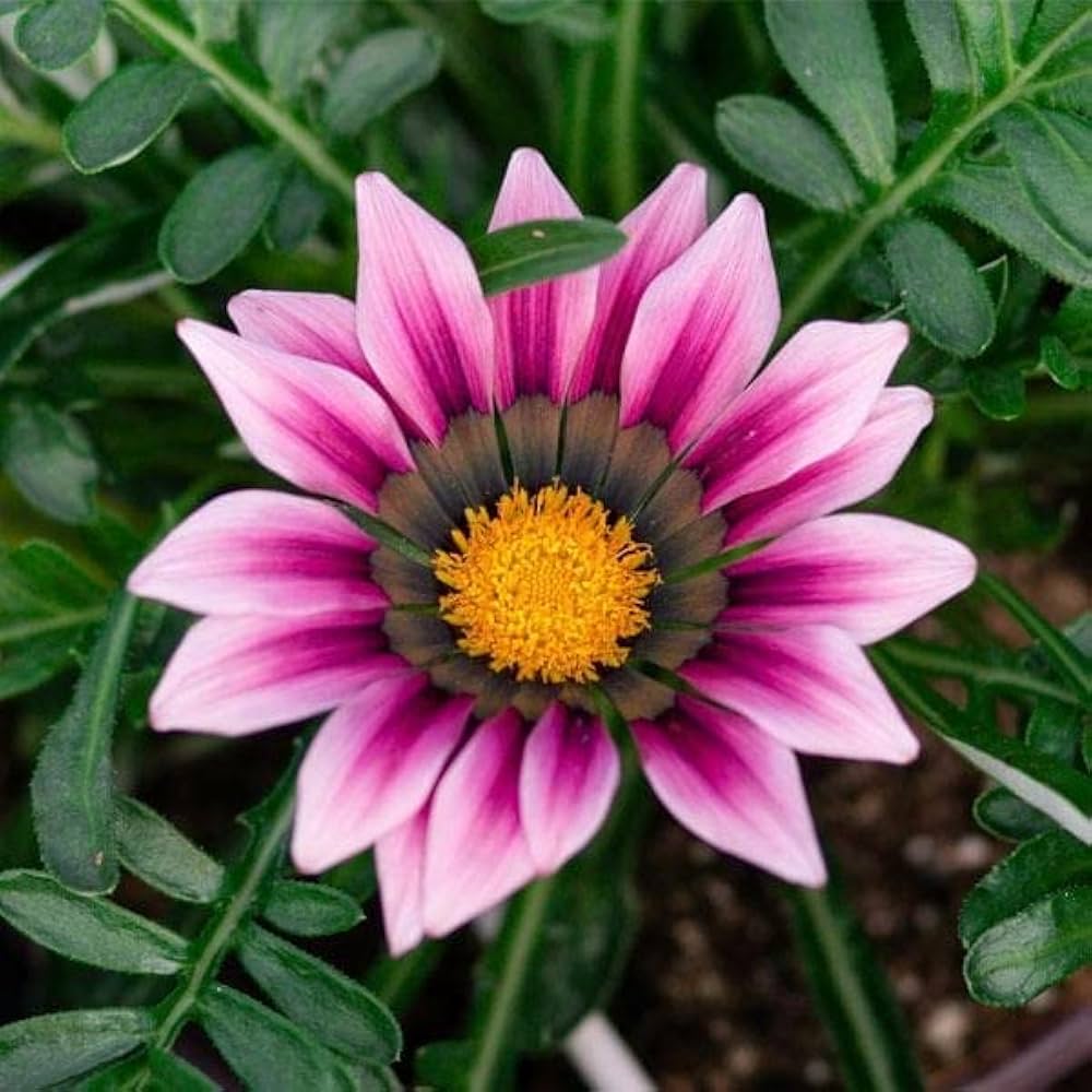 Cream rosa gazania blume samen for garten anpflanzung