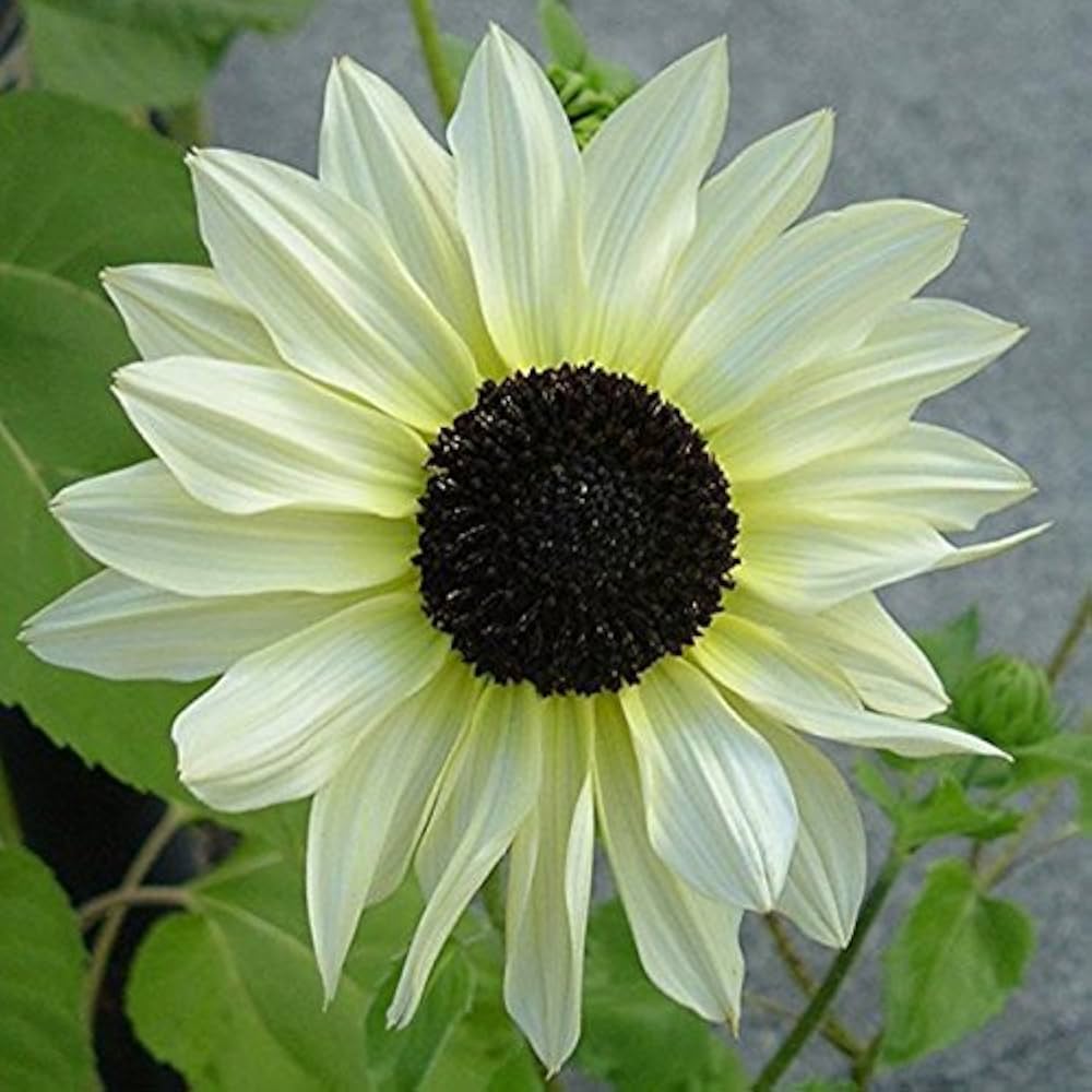Cream sunflower blooms – non-gmo blume samen for garten