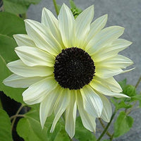 Cream sunflower blooms – non-gmo blume samen for garten