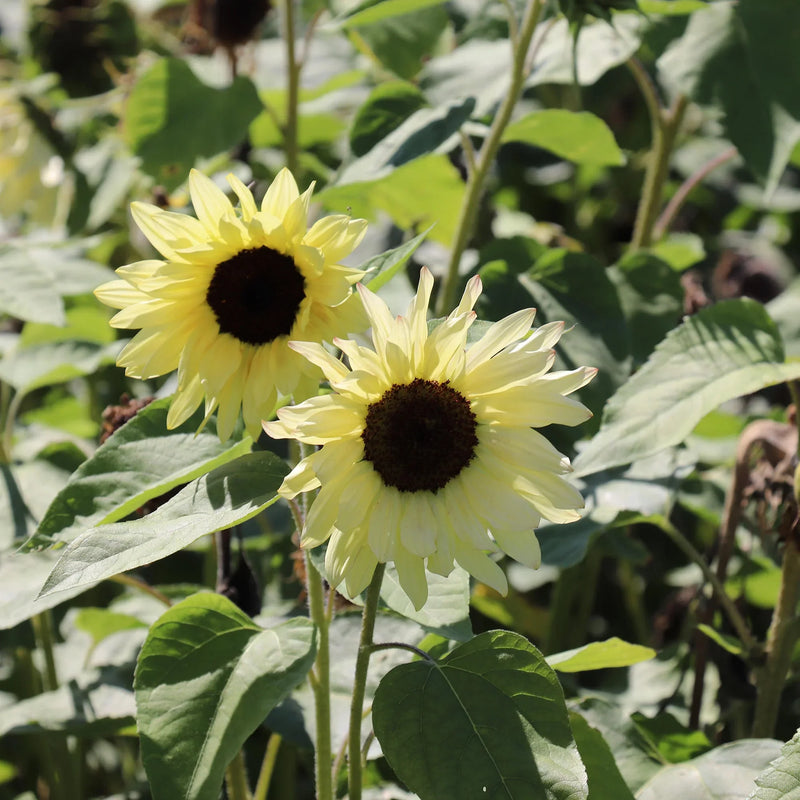 Cream sunflower blume samen for anpflanzung – sunny blooms