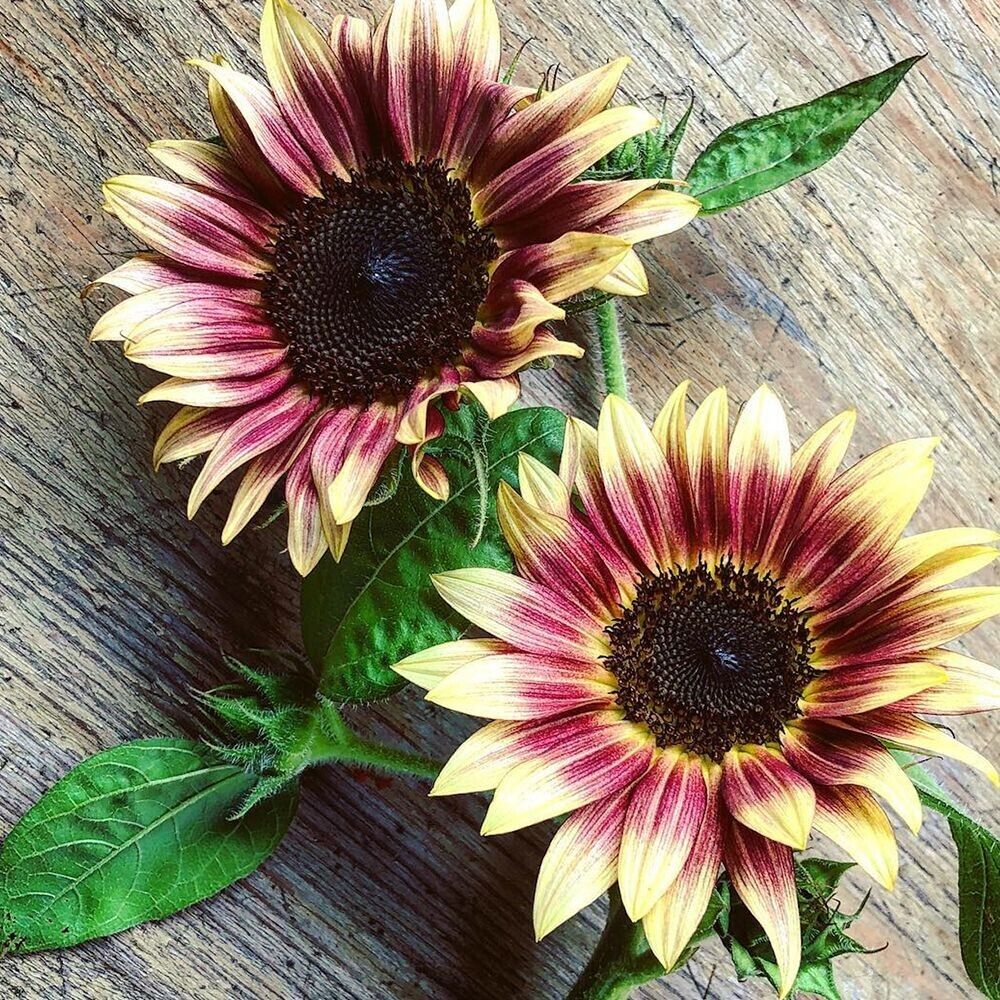 Cream violet sunflower blooms in garten