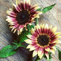 Cream violet sunflower blooms in garten