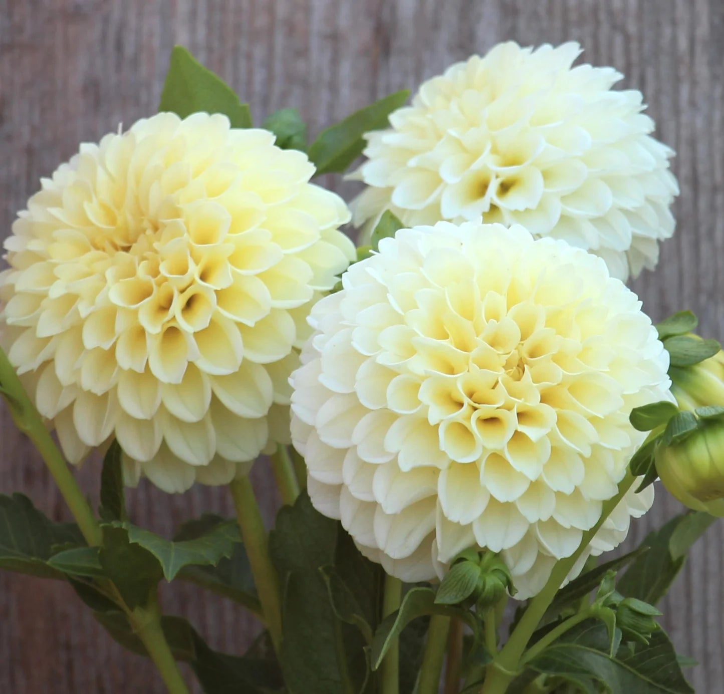 Lemon Pie Dahlie Blumensamen zur Aussaat – pflegeleicht – Traditionssorte & ohne Gentechnik Samen Hausgarten
