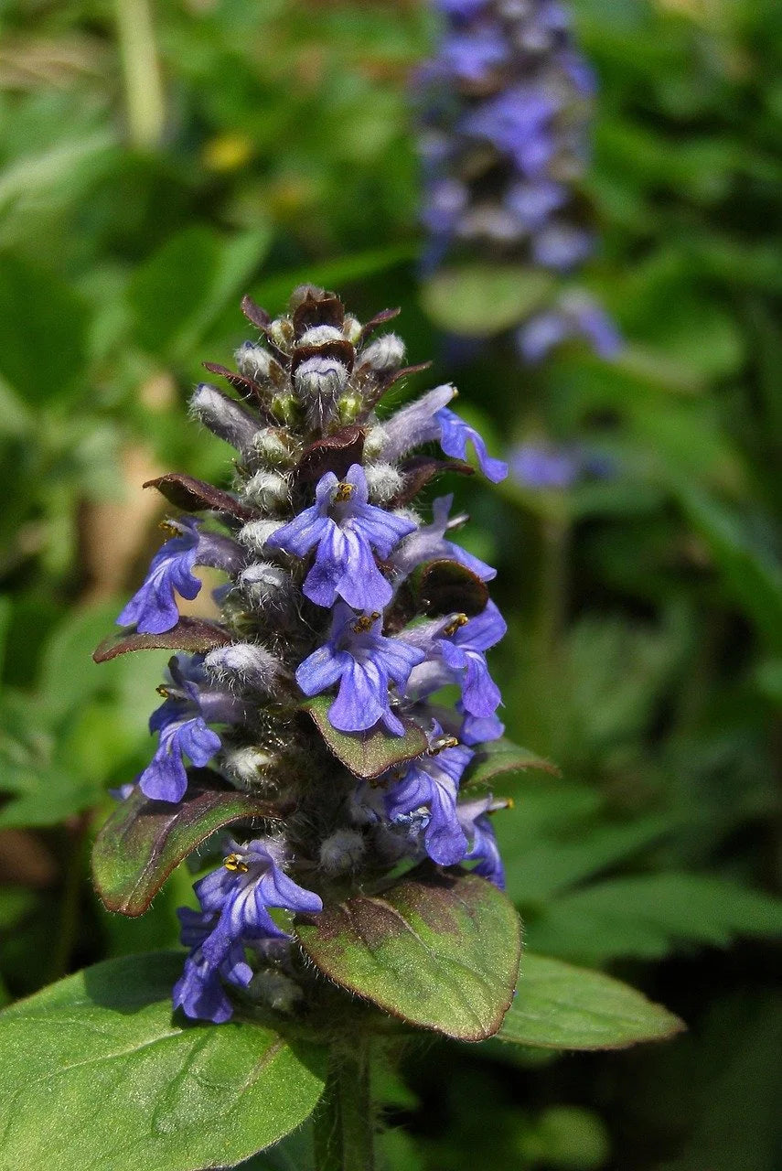 Bugle Blumensamen zur Aussaat – robust Sorte – Traditionssorte & ohne Gentechnik Samen Hausgarten