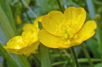 Gelb Bermuda Buttercup Blumensamen zur Aussaat – robust Sorte – Traditionssorte & ohne Gentechnik Samen Hausgarten