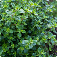 Creeping Thyme Samen Thymus serpyllum perennial ground cover
