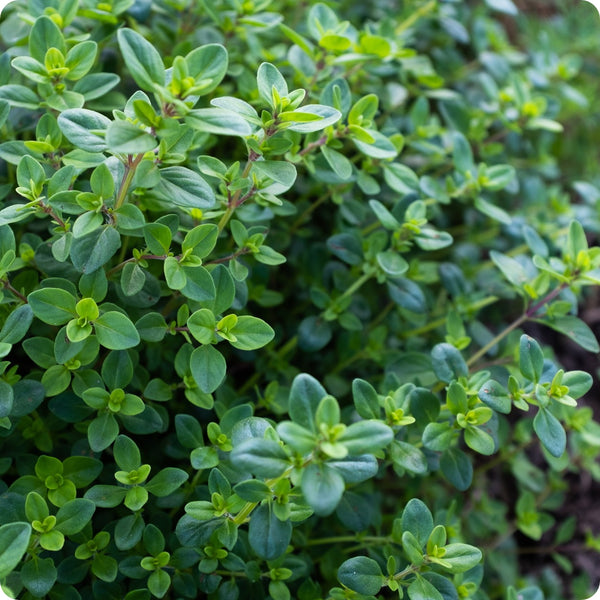 Creeping Thyme Samen Thymus serpyllum perennial ground cover