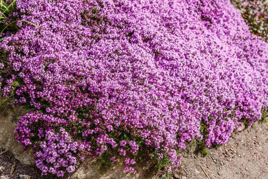 Creeping Thyme Thymus Serpyllum Samen for Garten Aussaat