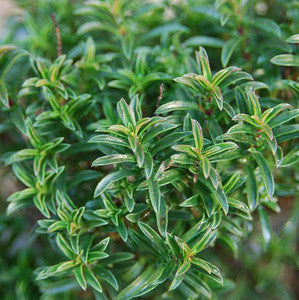 Creeping Winter Savory Pflanze Anbau in a Kraut Garten
