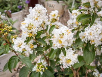 Beautiful weiß crepe myrtle blumen blooming