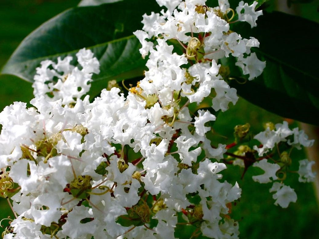Crepe myrtle seedling wachsend in garten