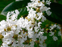 Crepe myrtle seedling wachsend in garten