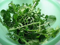 Wrinkled Crinkled Cress Anbau in outdoor Garten bed