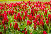 Crimson Clover Samen – Trifolium incarnatum Red Blume Cover Crop
