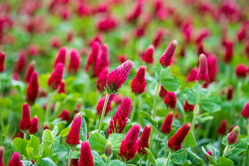 Crimson Clover Blumensamen zur Aussaat Schnitt Blume beliebt Traditionssorte & ohne Gentechnik Samen Hausgarten
