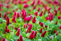 Crimson Blumensamen zur Aussaat farbenfroh Schau Traditionssorte & ohne Gentechnik Samen Hausgarten