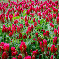 Crimson Rot Clover Blumensamen zur Aussaat – hochwertige Qualitäts- – Traditionssorte & ohne Gentechnik Samen Hausgarten
