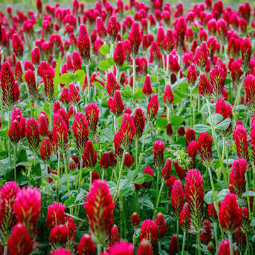 Crimson Rot Clover Blumensamen zur Aussaat – hochwertige Qualitäts- – Traditionssorte & ohne Gentechnik Samen Hausgarten