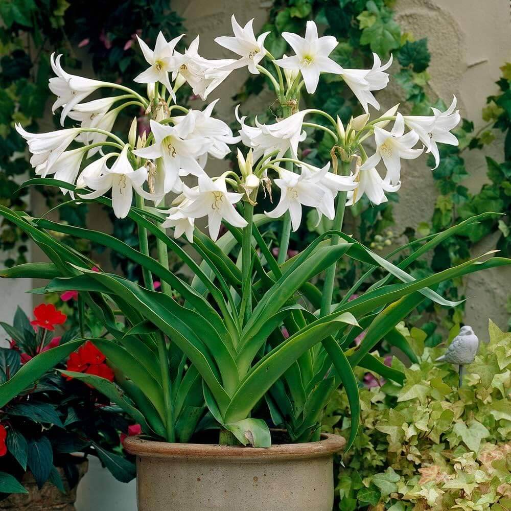 Weiß Crinum Blumensamen zur Aussaat – Anzucht – Traditionssorte & ohne Gentechnik Samen Hausgarten
