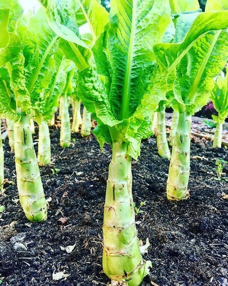 Crisp celtuce pflanze gezogen aus samen