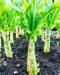 Crisp celtuce pflanze gezogen aus samen