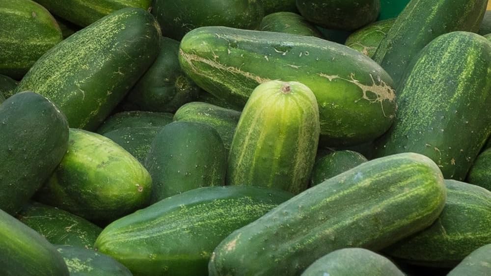 Crisp cucumbers ready für kitchen use