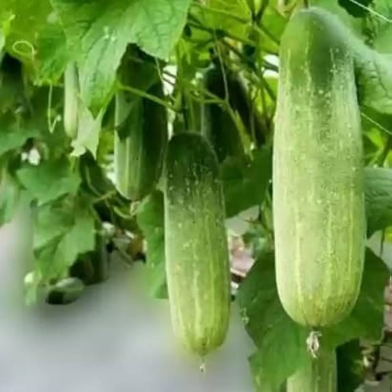 High germination cucumber samen für aussaat