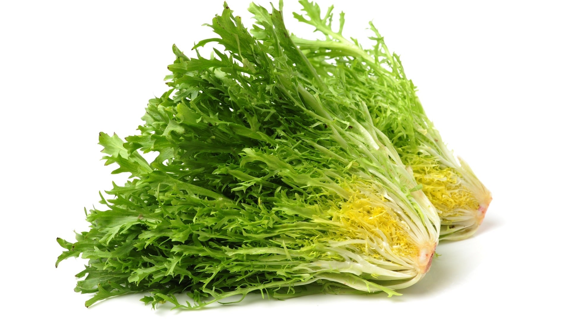 Fresh crisp endive blattreiche greens samen
