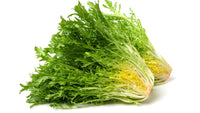 Fresh crisp endive blattreiche greens samen