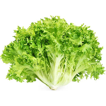 Crisp endive samen für aussaat high-quality blattreiche greens