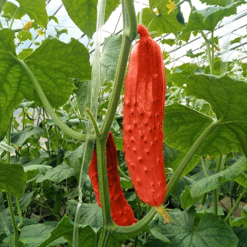 Crisp red cucumber samen für aussaat in home gardens