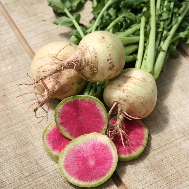 Non-gmo crisp red watermelon radish samen für aussaat