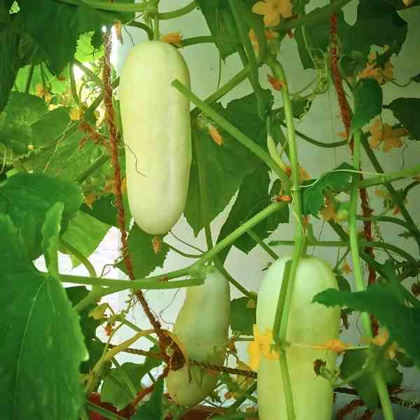 Crisp salad blonde cucumber samen ideal für backyard garten