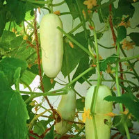 Crisp salad blonde cucumber samen ideal für backyard garten