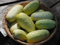 Crisp salad blonde cucumber samen non gmo für aussaat