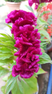Cristata blumen in ornamental garten beds