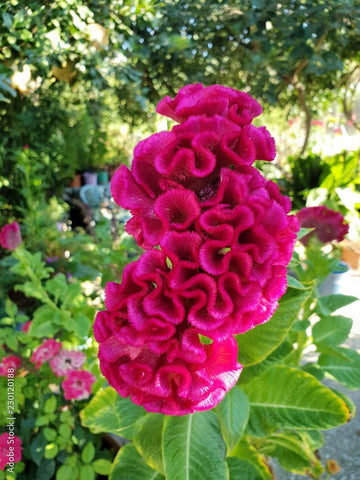 Cristata blume samen for anpflanzung non-gmo