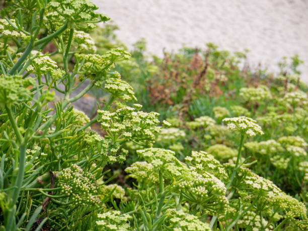 Crithmum maritimum Anbau in full sun coastal Garten bed