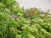 Crithmum maritimum Anbau in full sun coastal Garten bed