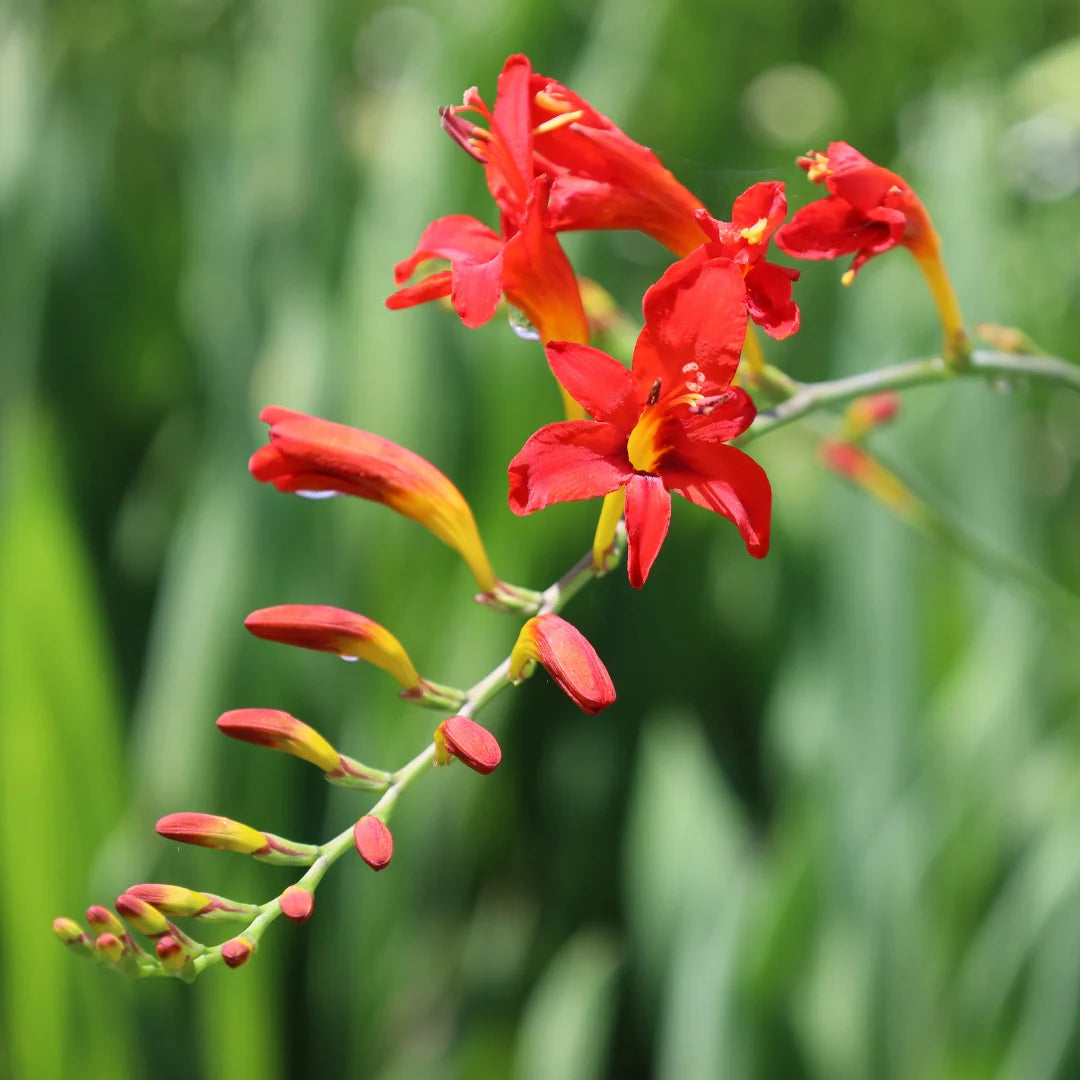 Rot Crocosmia Lucifer Blumensamen zur Aussaat Drought verträglich Traditionssorte & ohne Gentechnik Samen Hausgarten