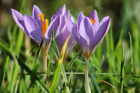 Herbst Crocus Blumensamen zur Aussaat leuchtend Blüten Traditionssorte & ohne Gentechnik Samen Hausgarten