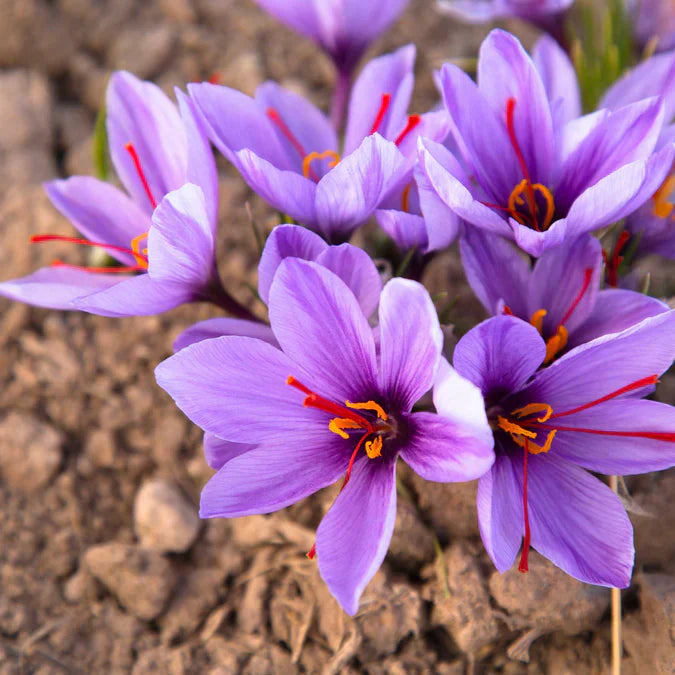 Crocus saffron pflanze samen – easy wachsend flowering pflanze