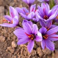 Crocus saffron pflanze samen – easy wachsend flowering pflanze