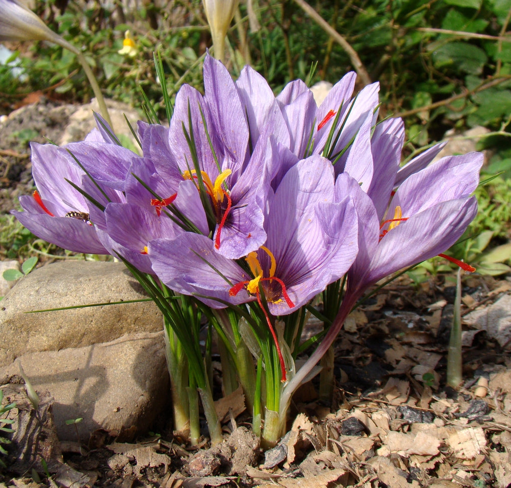 Crocus sativus blume samen for garten anpflanzung