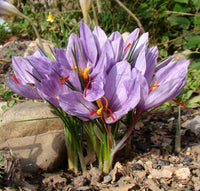 Crocus sativus blume samen for garten anpflanzung