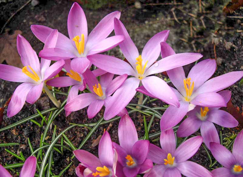 Rosa Crocus Blumensamen zur Aussaat – leuchtend Blüten – Traditionssorte & ohne Gentechnik Samen Hausgarten