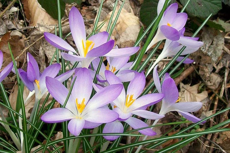 tief Lila Crocus Blumensamen zur Aussaat Anzucht Traditionssorte & ohne Gentechnik Samen Hausgarten