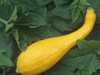 Crookneck squash pflanzen wachsend in garten